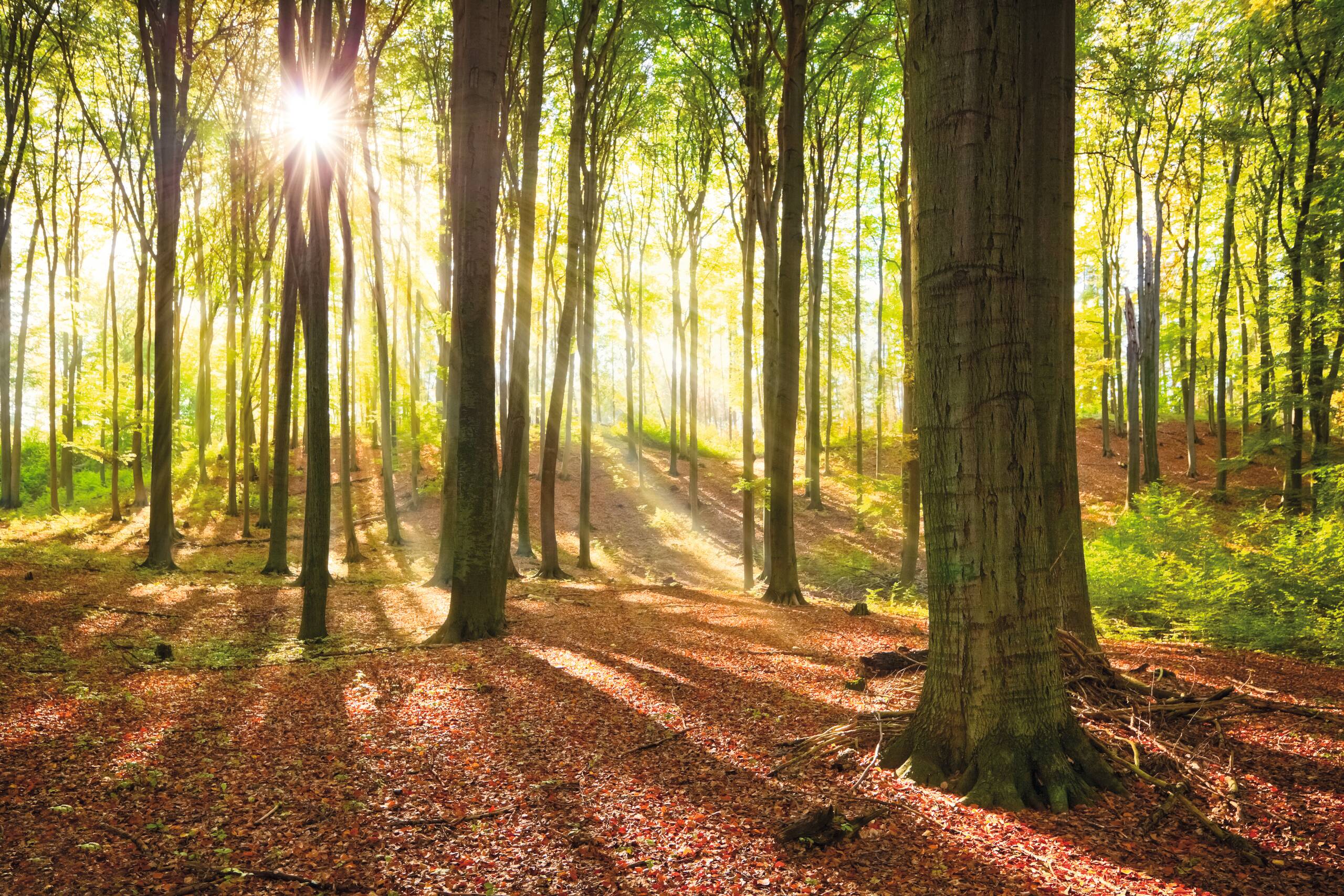 Wald im Herbst mit Blättern am Boden und Sonnenstrahlen