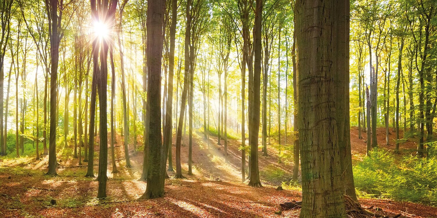 Wald im Herbst mit Blättern am Boden und Sonnenstrahlen durch die Blätter